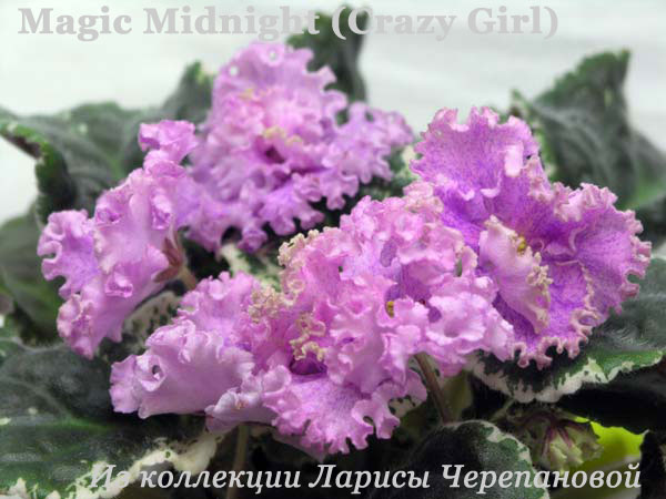  Magic Midnight (Crazy Girl) 