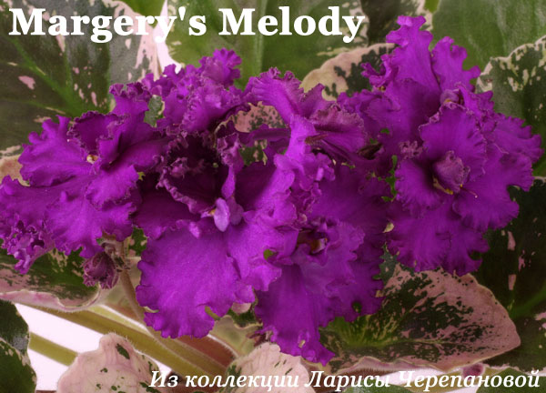  Margery's Melody 