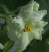 Фиалка Mellow Yellow