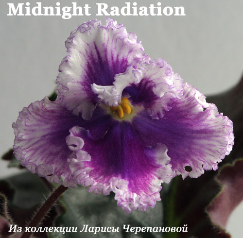  Midnight Radiation 