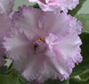 Montgomery Silver Frost
