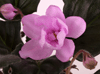 Фиалка Pink Tulip