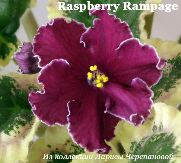  Raspberry Rampage 