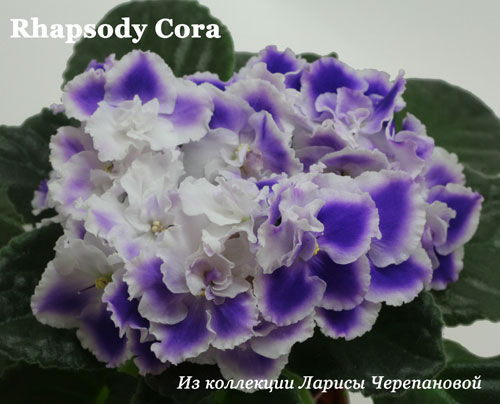  Rhapsody Cora 