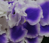 Rhapsody Cora