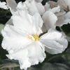 Фиалка Rhapsody In White
