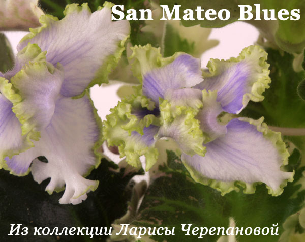  San Mateo Blues 