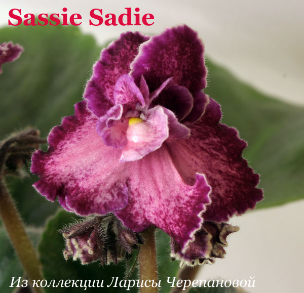 Фиалка Sassie Sadie 