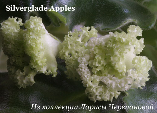  Silverglade Apples 