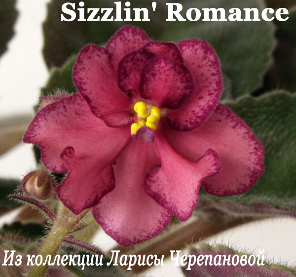 Фиалка Sizzlin' Romance 