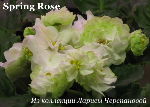 Фиалка Spring Rose 