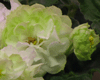 Фиалка Spring Rose