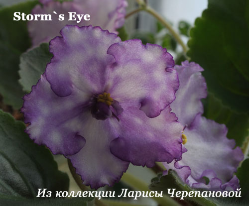  Storm's Eye 