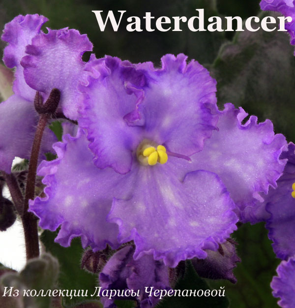  Waterdancer 