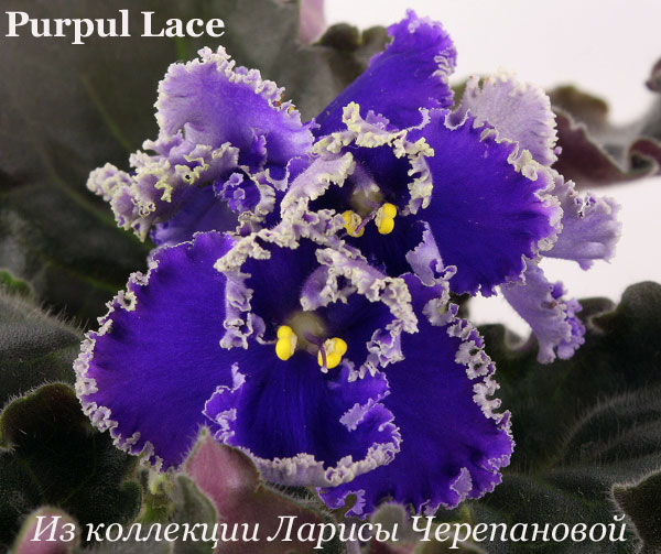  Purpule Lace 