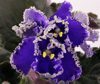 Purpule Lace