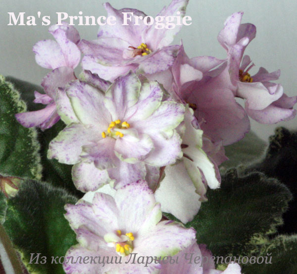  Ma's Prince Froggie 