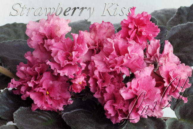 Фиалка Strawberry Kiss 