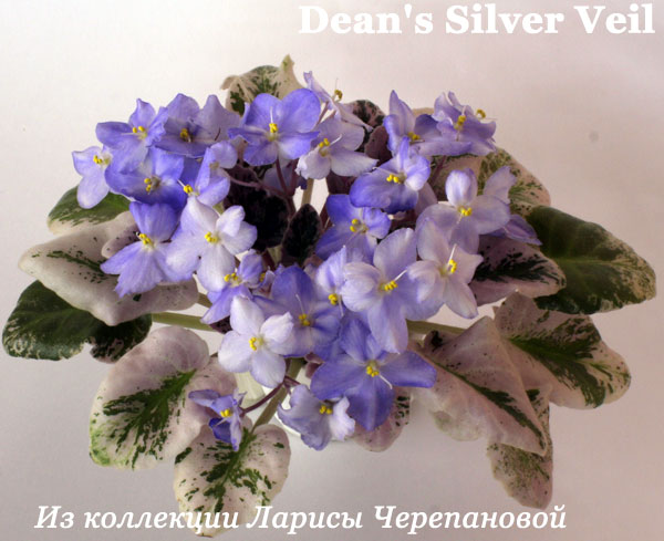 Фиалка Dean's Silver Veil 