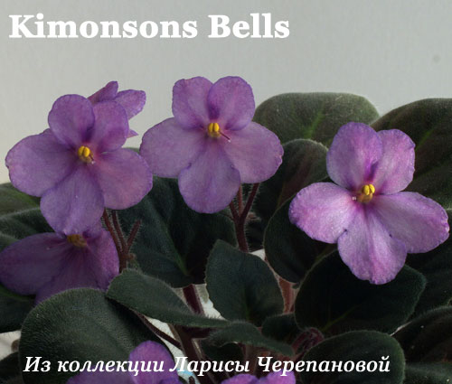  Kimonsons Bells 