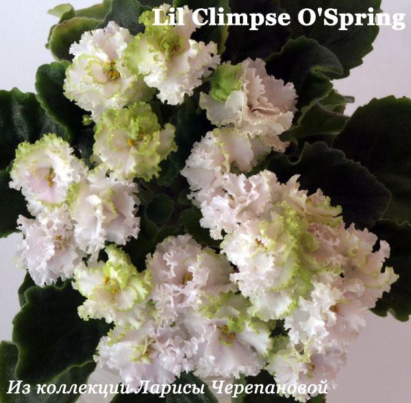  Lil`Glimpse   o`Spring 