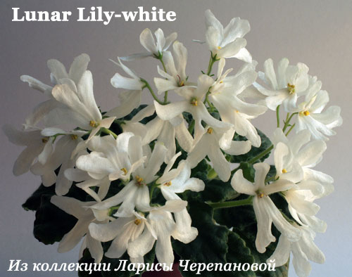 Lunar Lily-white 