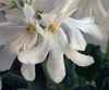 Фиалка Lunar Lily-white