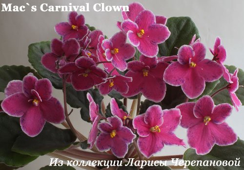 Фиалка Mac's Carnival Clown 