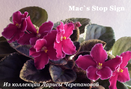  Mac's Stop Sign 