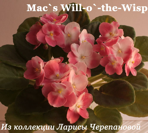  Mac's Will-o'-the-Wisp 