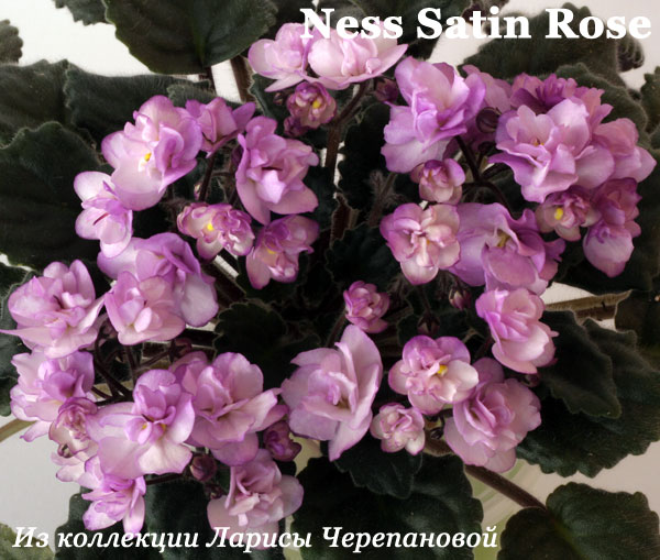  Ness Satin Rose 