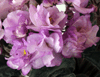 Фиалка Ness Satin Rose