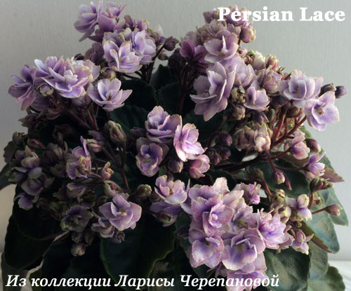  Persian Lace 