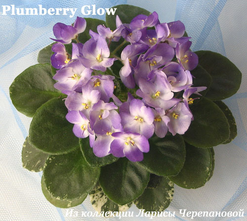  Plumberry Glow 