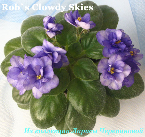  Rob's Clowdy Skies 