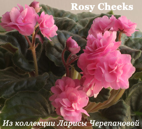  Rosy Cheeks 