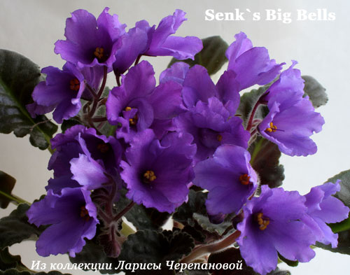  Senk`s Big Bells 