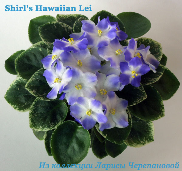  Shirl's Hawaiian Lei 