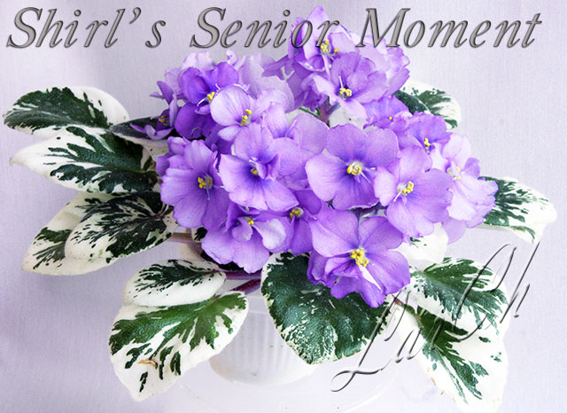  Shirl's Senior Moment 