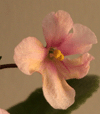 Wizard's Danania