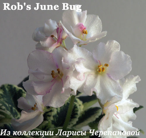 Фиалка Rob's June Bug 