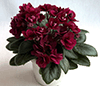 Фиалка Precious Red