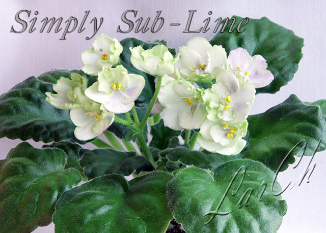  Mac's Simply Sub-Lime 