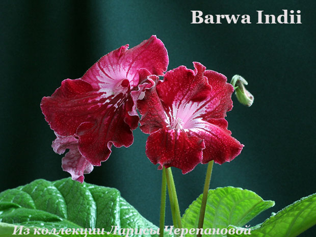  Barwa Indii 