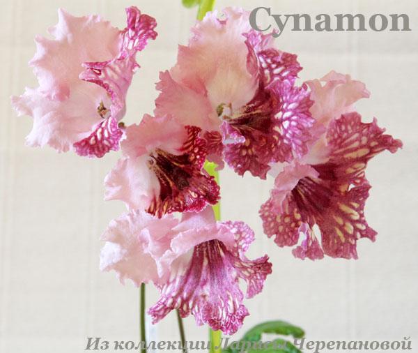  Cynamon 