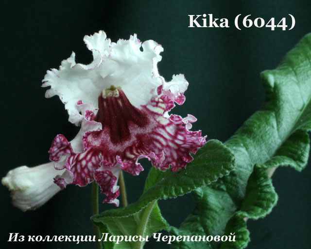 Стрептокарпус Kika (6044) 
