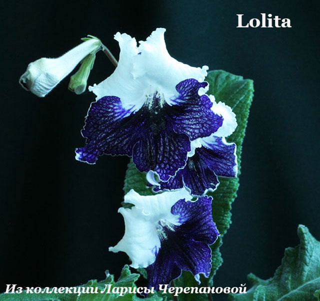  Lolita 