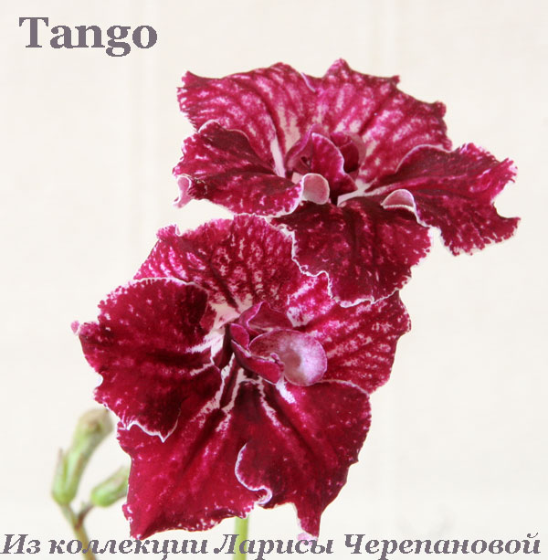 Стрептокарпус Tango 