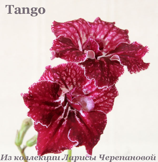  Tango 