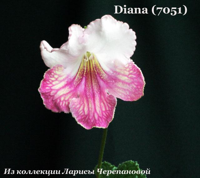 Стрептокарпус Diana (7051) 